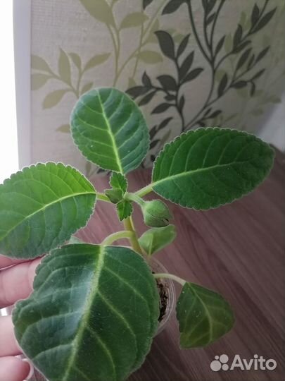 Глоксиния с бутонами