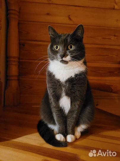 Потерялась кошка