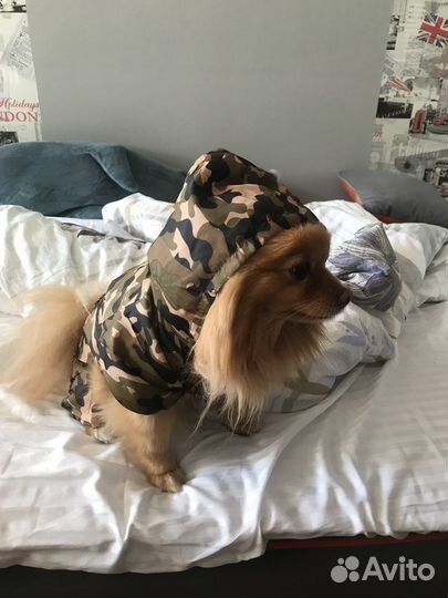 Комбинезон для маленькой собаки