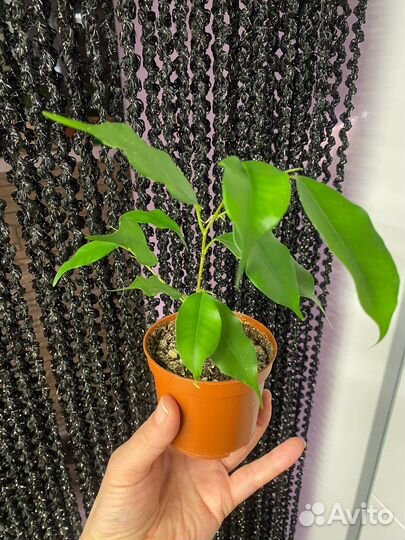 Комнатные цветы