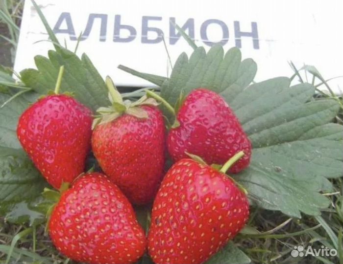 Рассада лучших сортов клубники