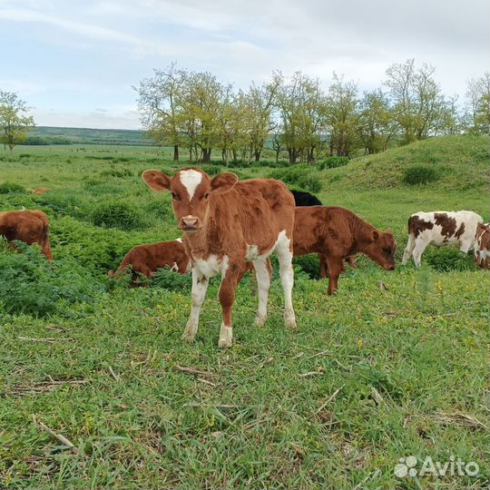 Коровы и телки