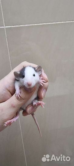 Крысята крыса крысята дамбо