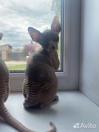 Канадский сфинкс