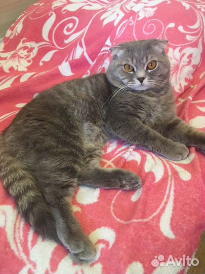 Британский кот на вязку