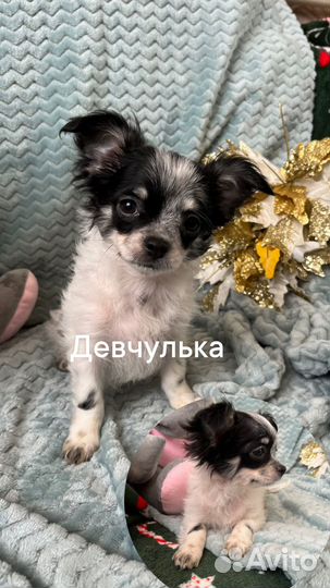 Малыши чихуахуа