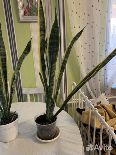 Сансевиерия