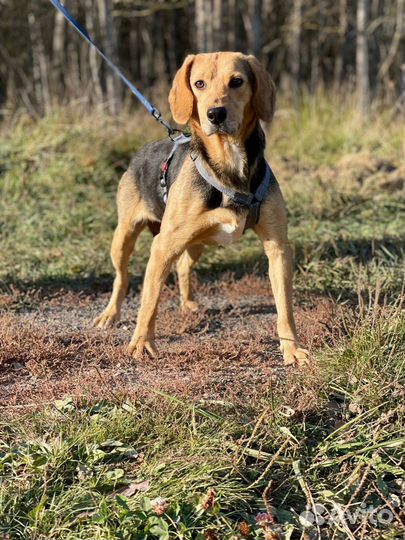 В добрые руки