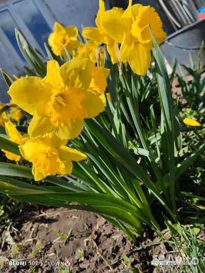 Луковицы нарциссов