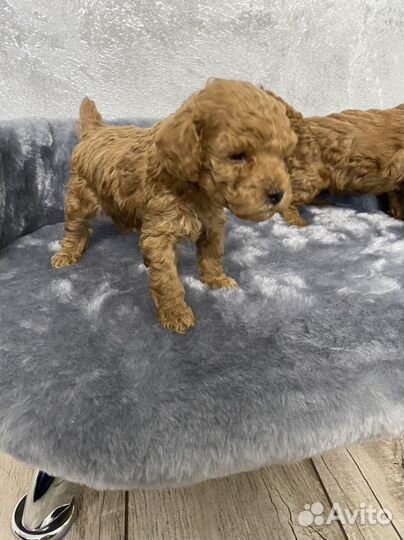 Той-пудель мальчик