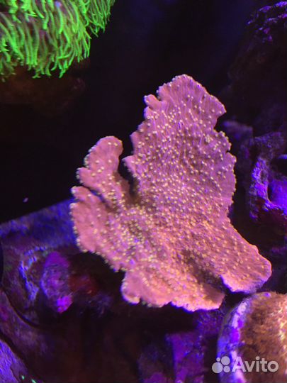 Кораллы для морского аквариума
