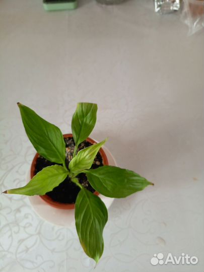 Спатифиллум