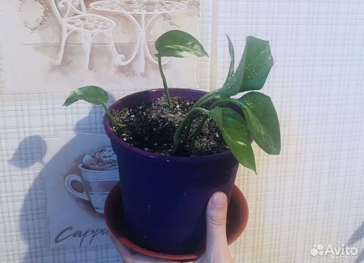 Эпипремнум Голден дрэгон Golden Dragon и другие