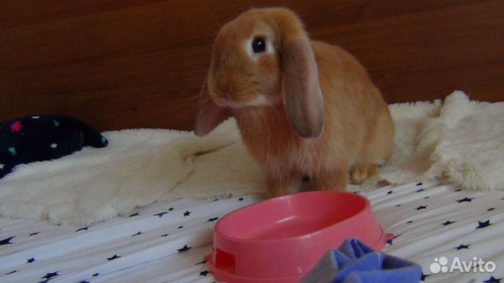 Декоративные кролики вислоухие