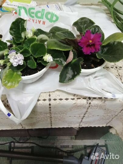 Сортовые фиалки мини