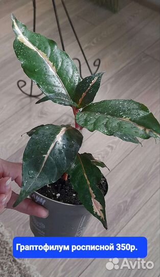 Фикусы.Граптофилум