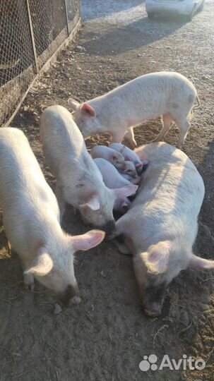 Поросята ландрасы и венгерская мангалица