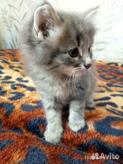 Кошка в дар бесплатно