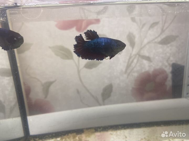 Продам аквариумных рыбок
