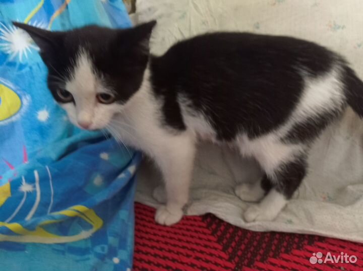 Котенок девочка в добрые руки