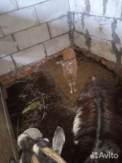 Коза с козленком