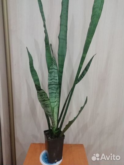 Сансевиерия
