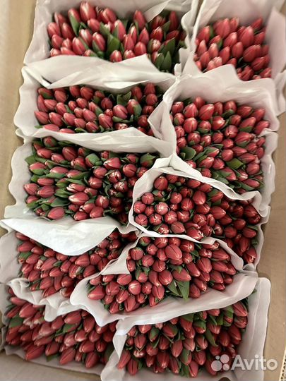 Цветы, Розы, Хризантема, Гипсофила, доставка