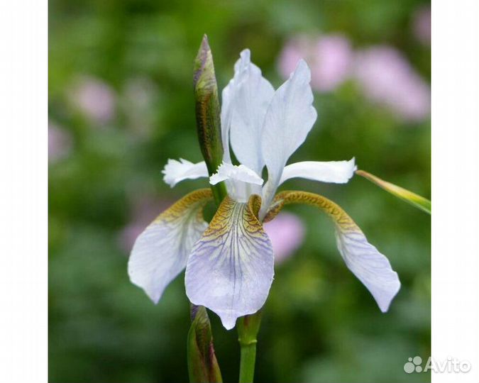 Ирис сибирский Mrs Rowe