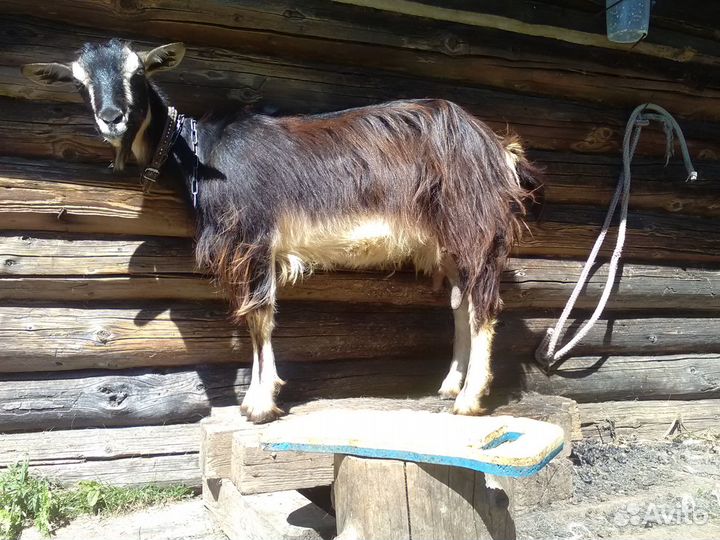 Козы дойные