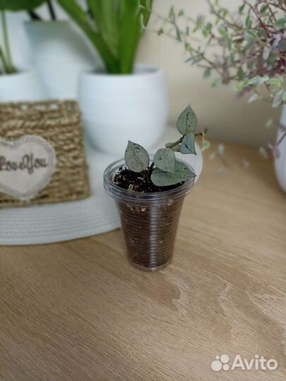 Хойя лакуноза эскимо сильвер