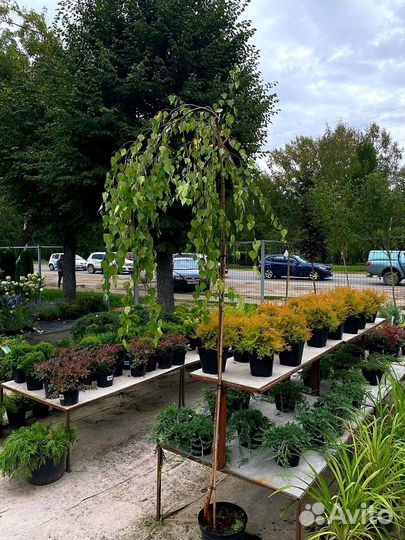 Береза Юнги