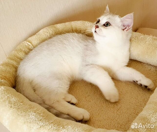 Британская серебристая шиншилла