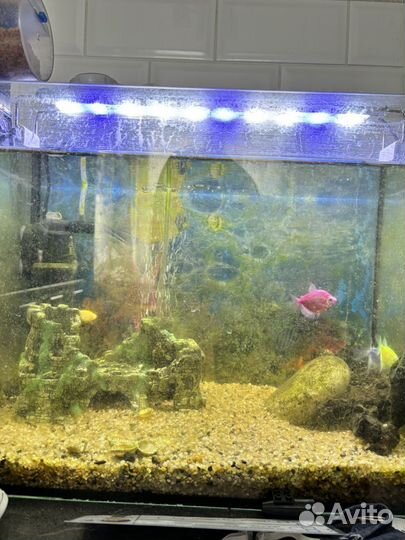 Аквариум с рыбами