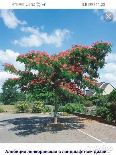 Альбиция ленкоранская