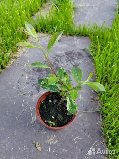 Ива Триколор