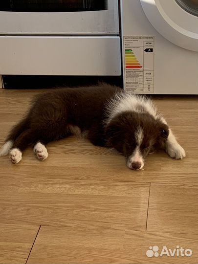 Щенок бордер колли