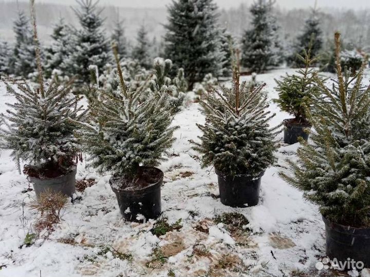 Ель европейская