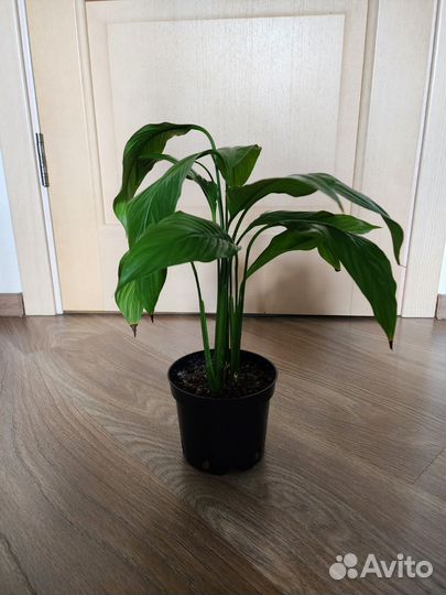 Спатифиллум