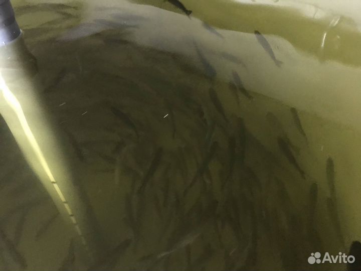 Малек форели