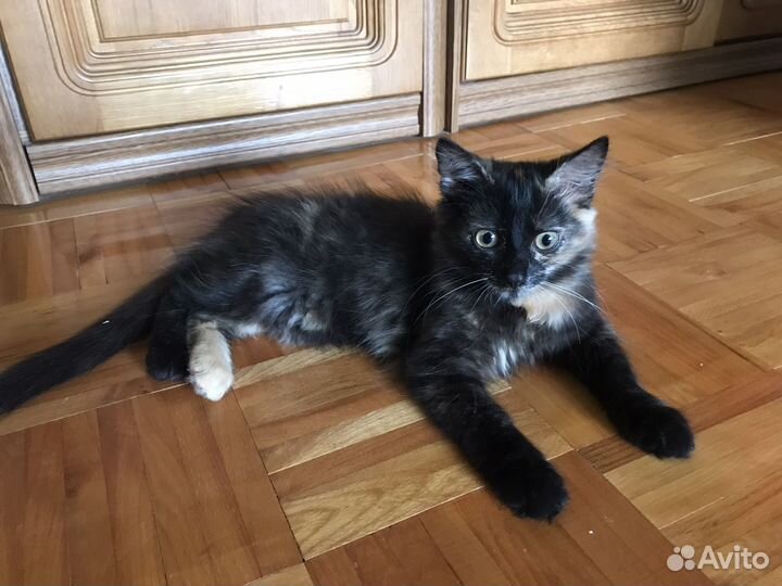 Черный котенок девочка