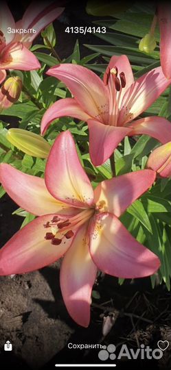 Лилии луковицы