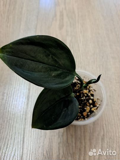 Сциндапсусы, эпипремнумы