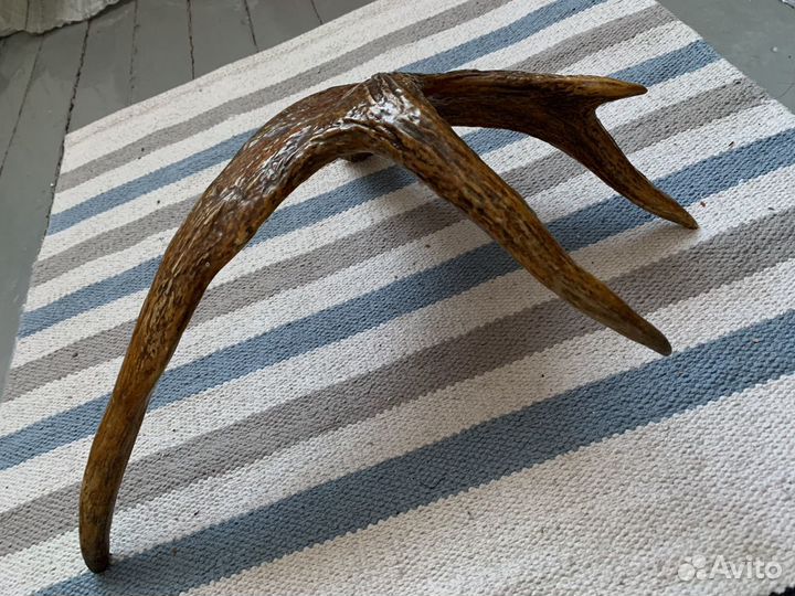 Оленьи рога