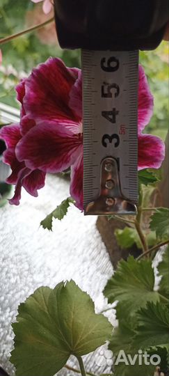 Пеларгония герань сортовая