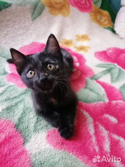 Кошка в дар