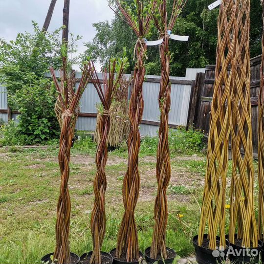 Витое дерево из ивы