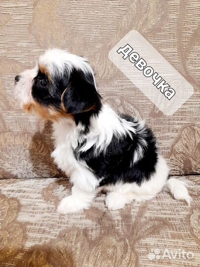 Щенки бивер йорка