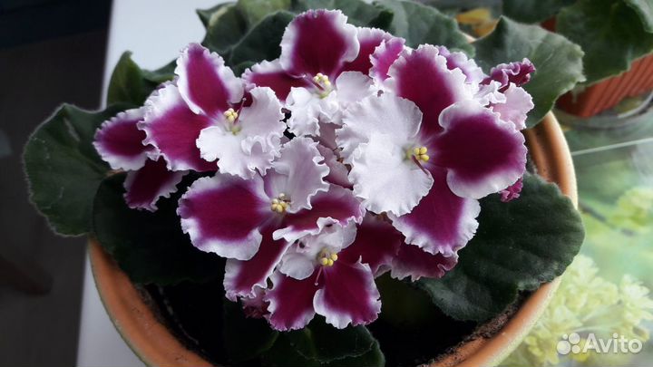 Фиалка Солнечный-2