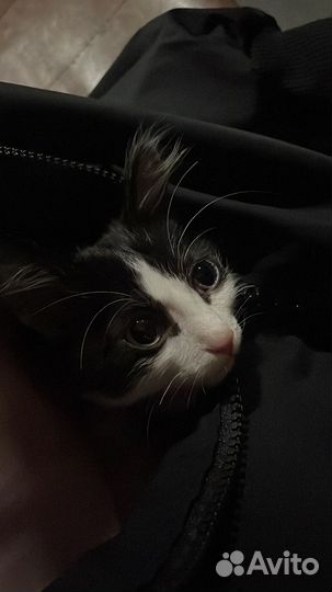 Котенок бесплатно