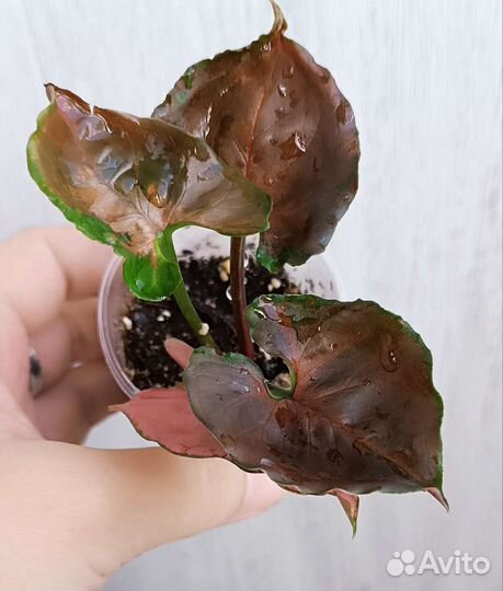 Сингониумы